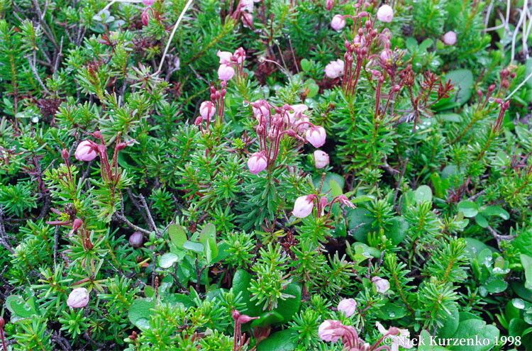 Phyllodoce caerulea flower