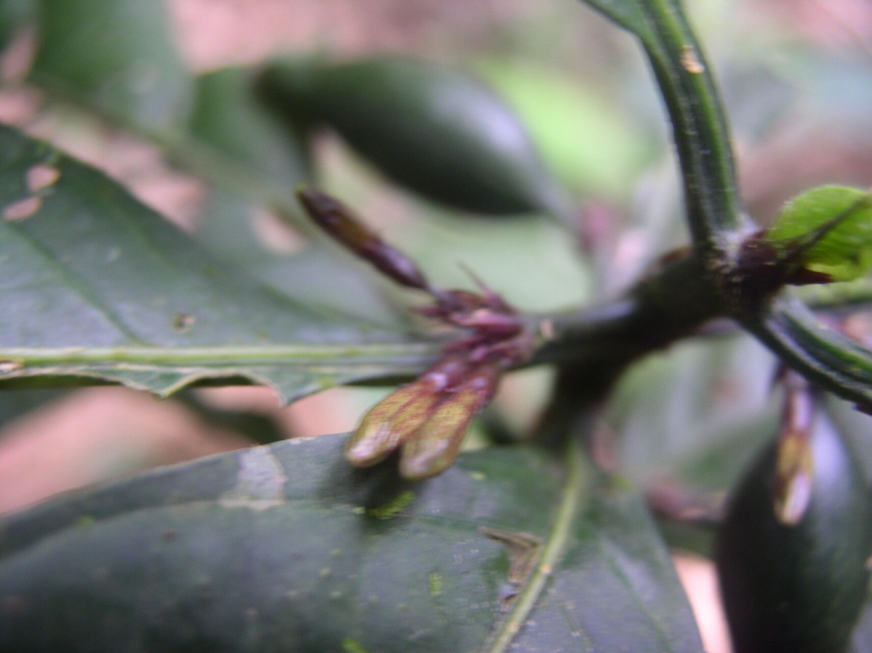 Mitriostigma monocaule flower