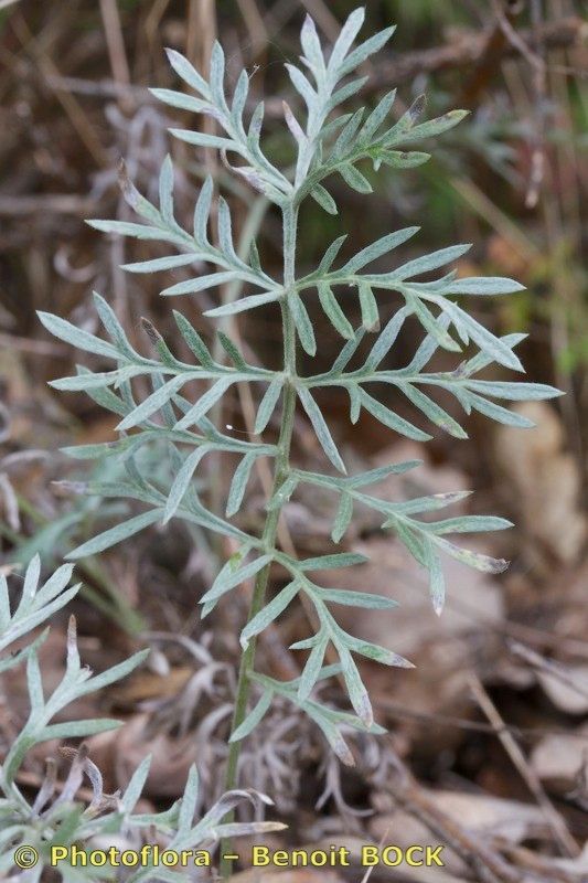 Artemisia insipida other