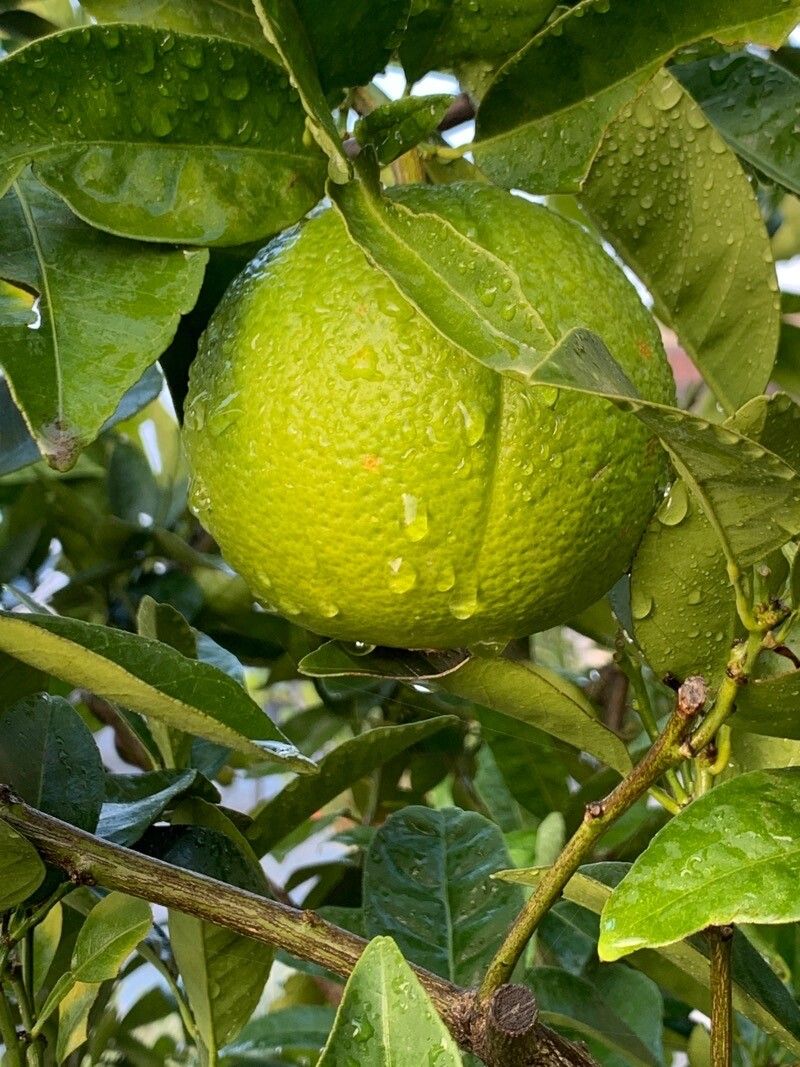 Citrus latifolia fruit
