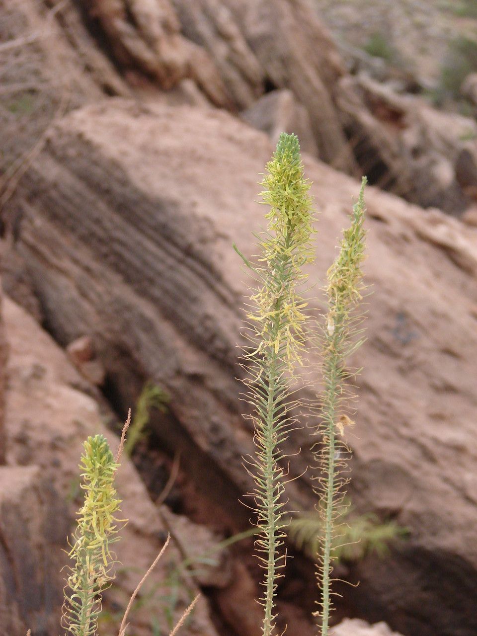 Stanleya pinnata flower