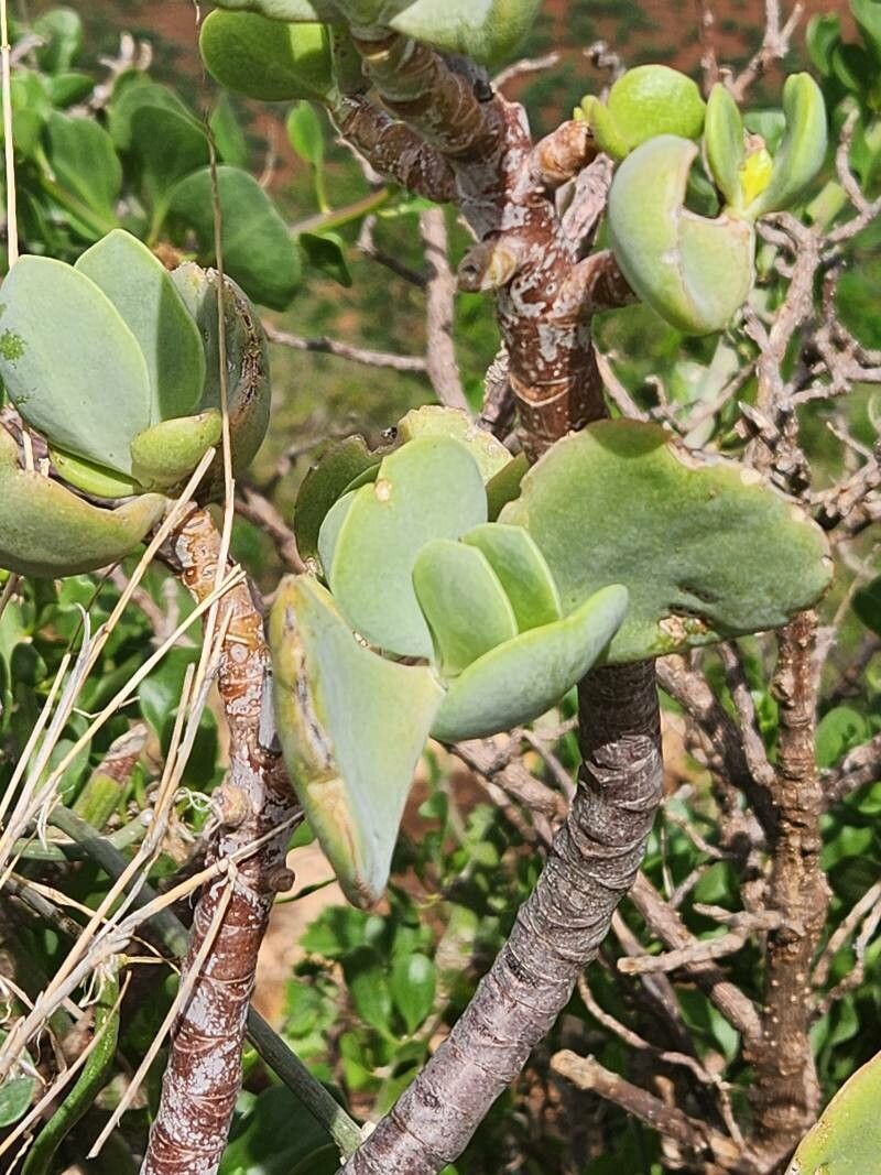 Cotyledon barbeyi leaf