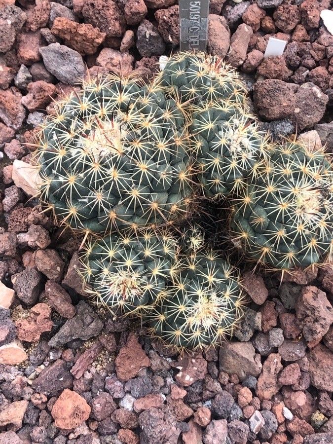 Coryphantha delaetiana — related species from the same genus