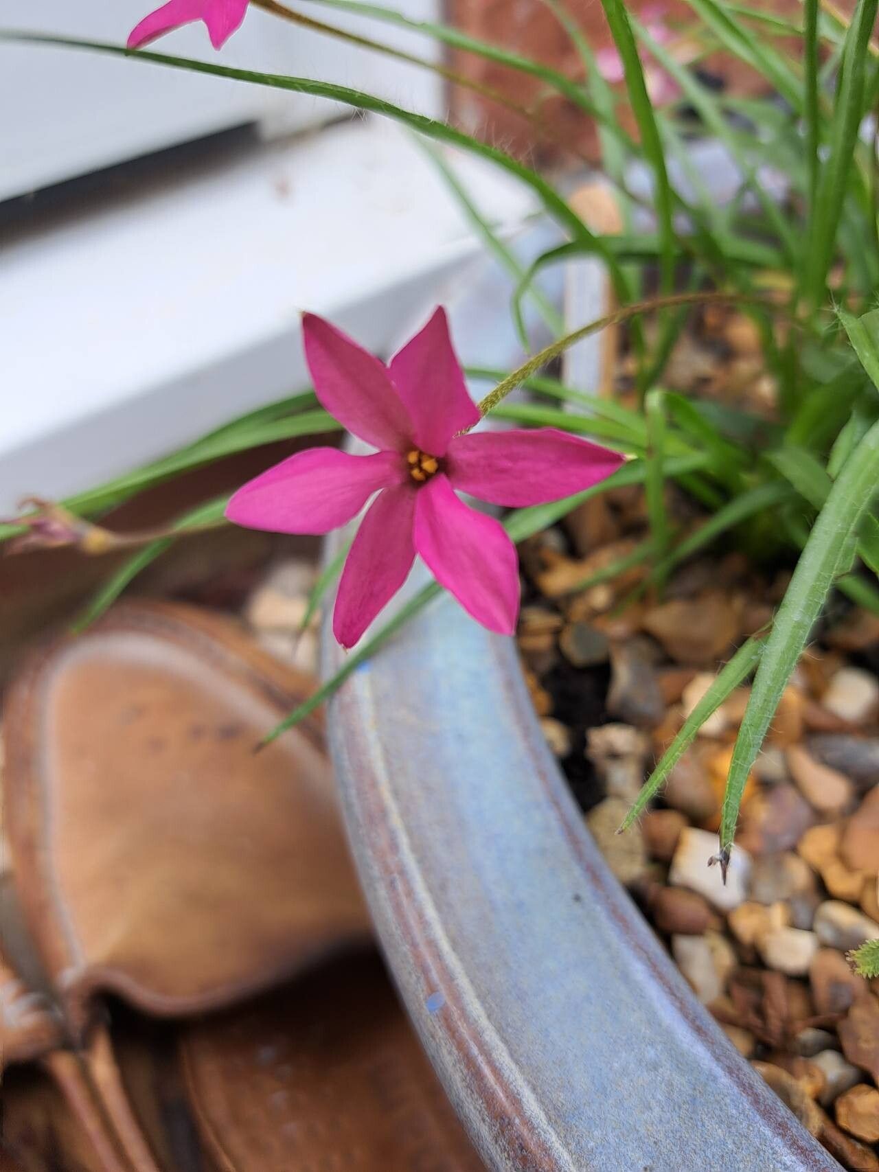 Hypoxis baurii flower
