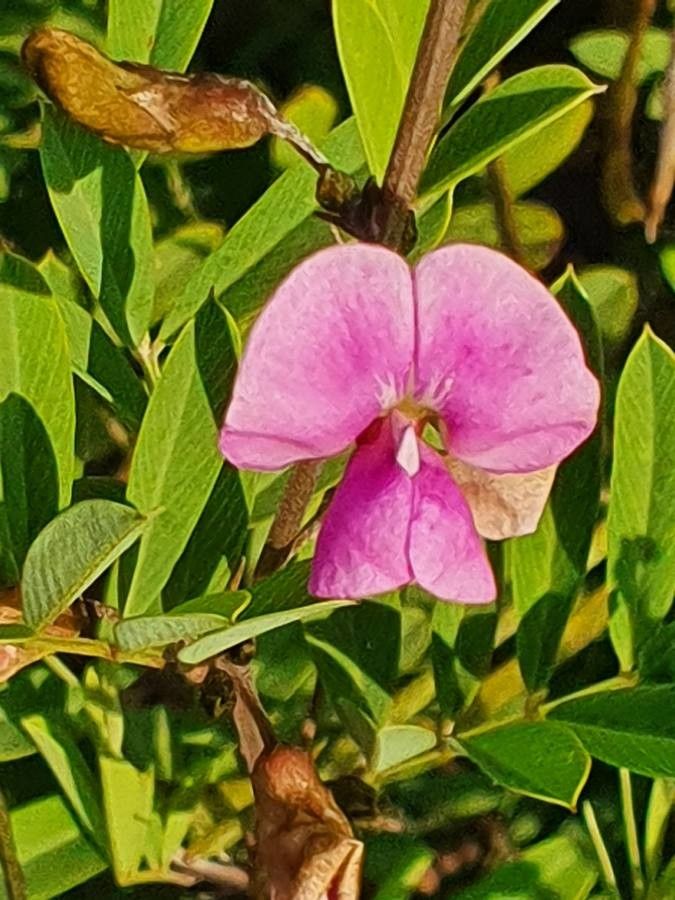 Tephrosia emeroides flower