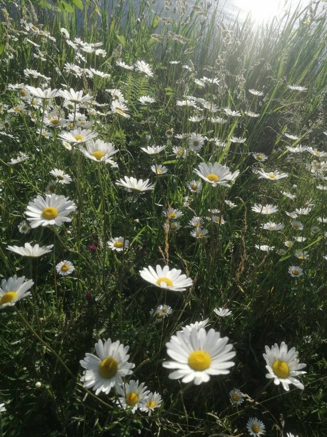 Leucanthemum graminifolium flower