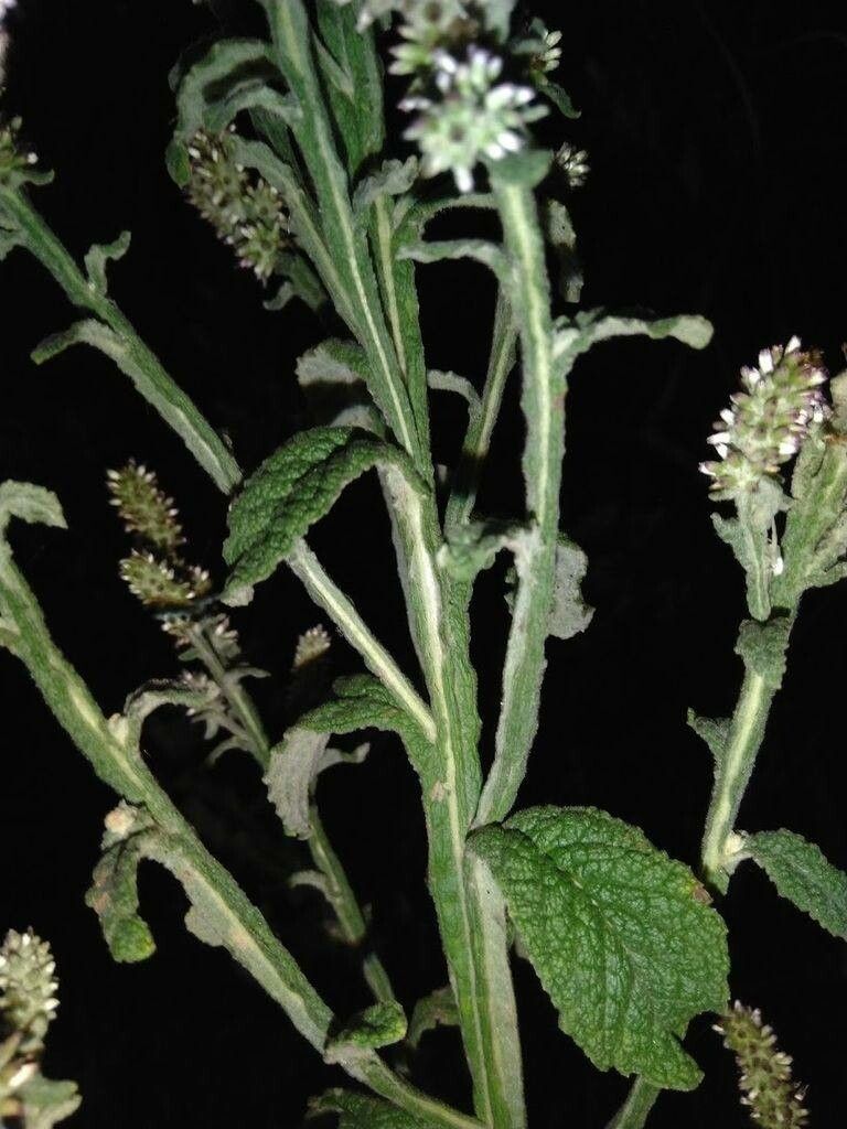 Pterocaulon redolens — houseplant care guide