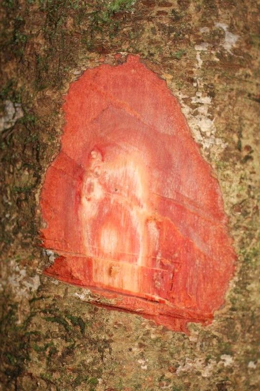 Eperua grandiflora other