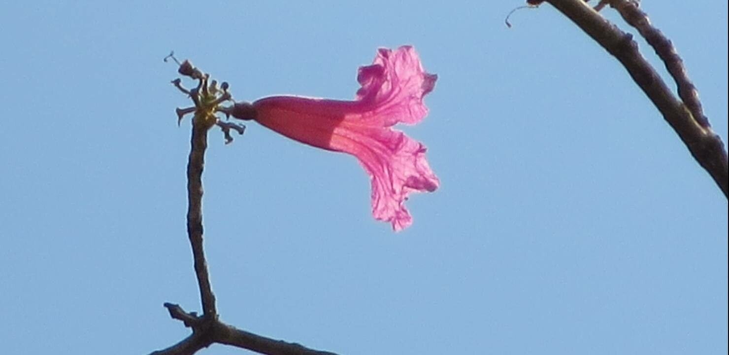 Tabebuia impetiginosa flower