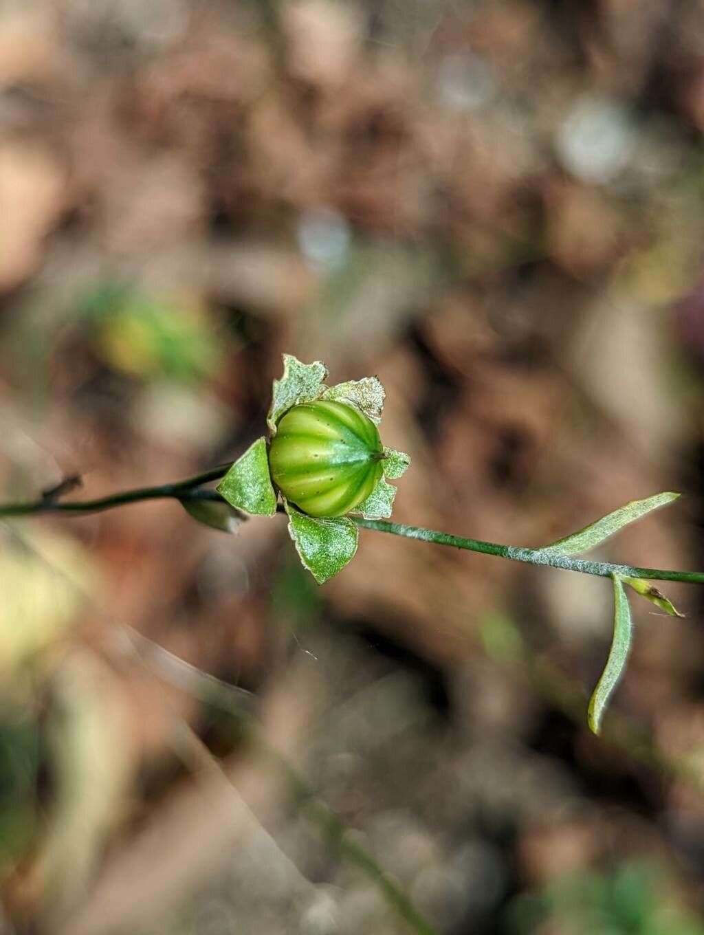 Linum perenne fruit