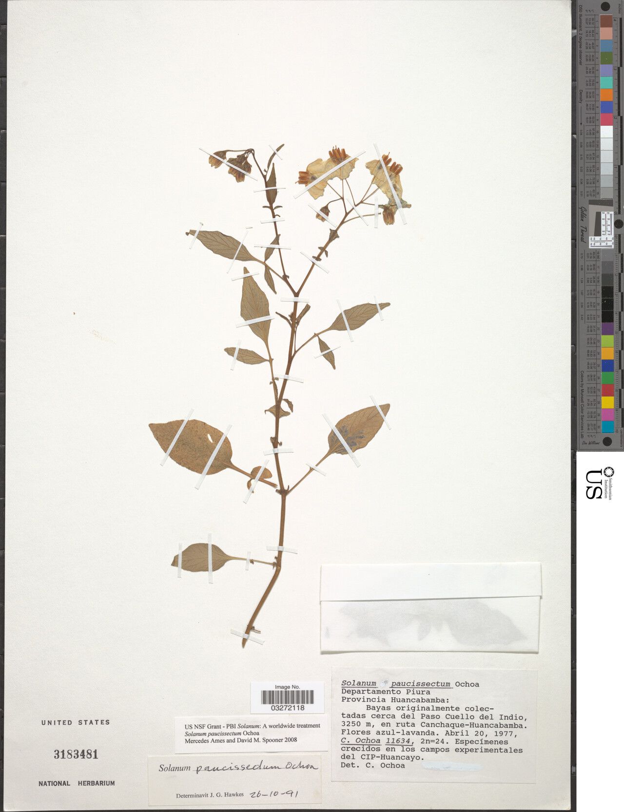 Solanum acroglossum — houseplant care guide