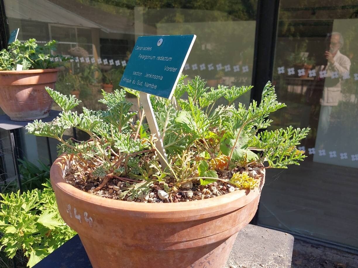 Pelargonium redactum habit