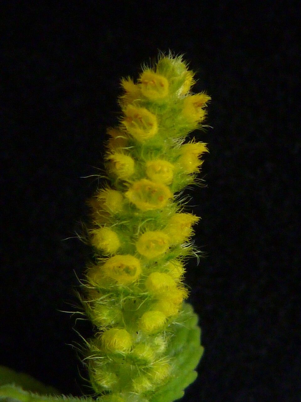 Elsholtzia eriostachya — houseplant care guide