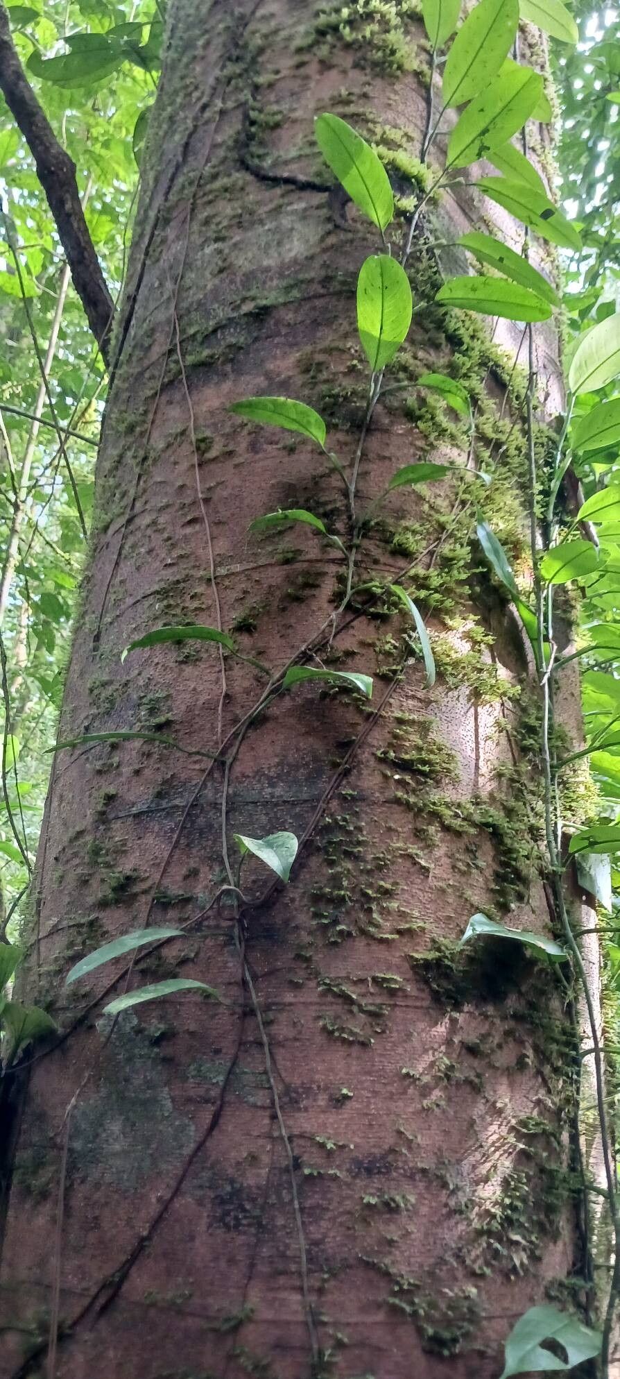 Jupunba trapezifolia bark