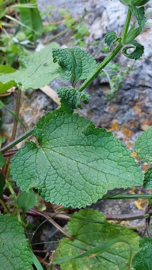 Stachys spinulosa — search result for 'Stachys'