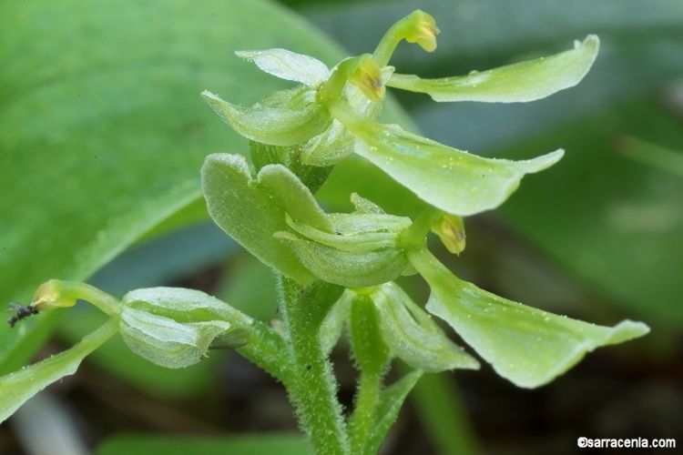 Neottia convallarioides flower