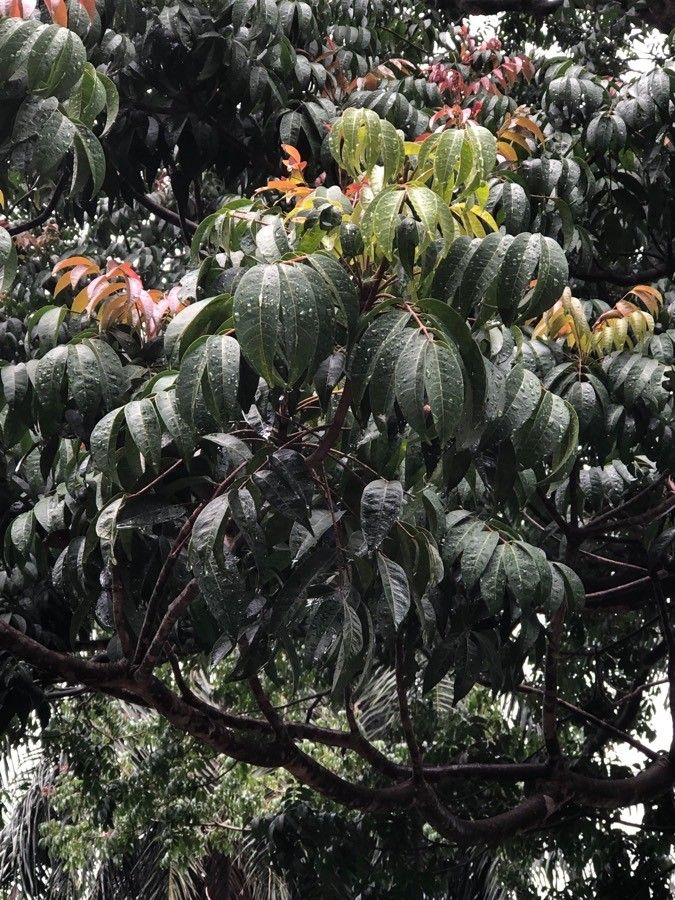 Pentaspadon motleyi leaf
