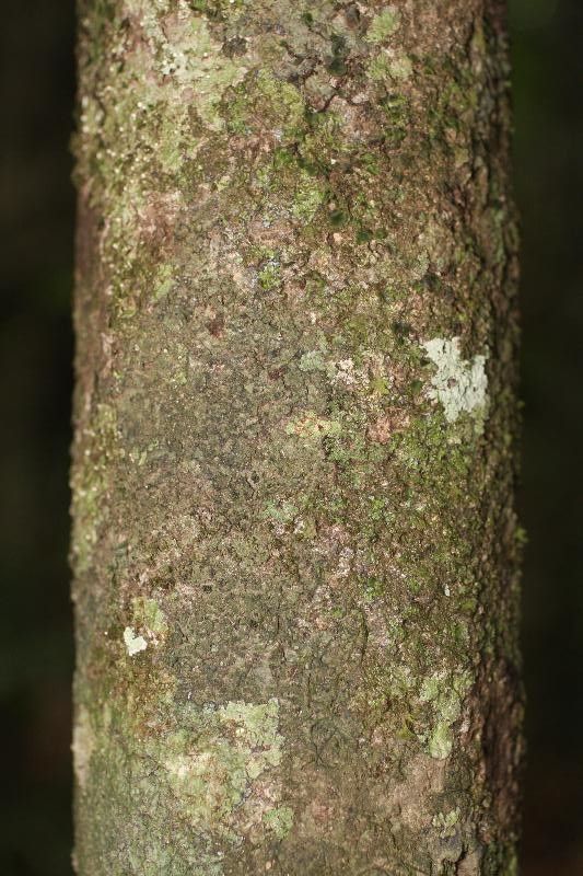 Duguetia calycina bark