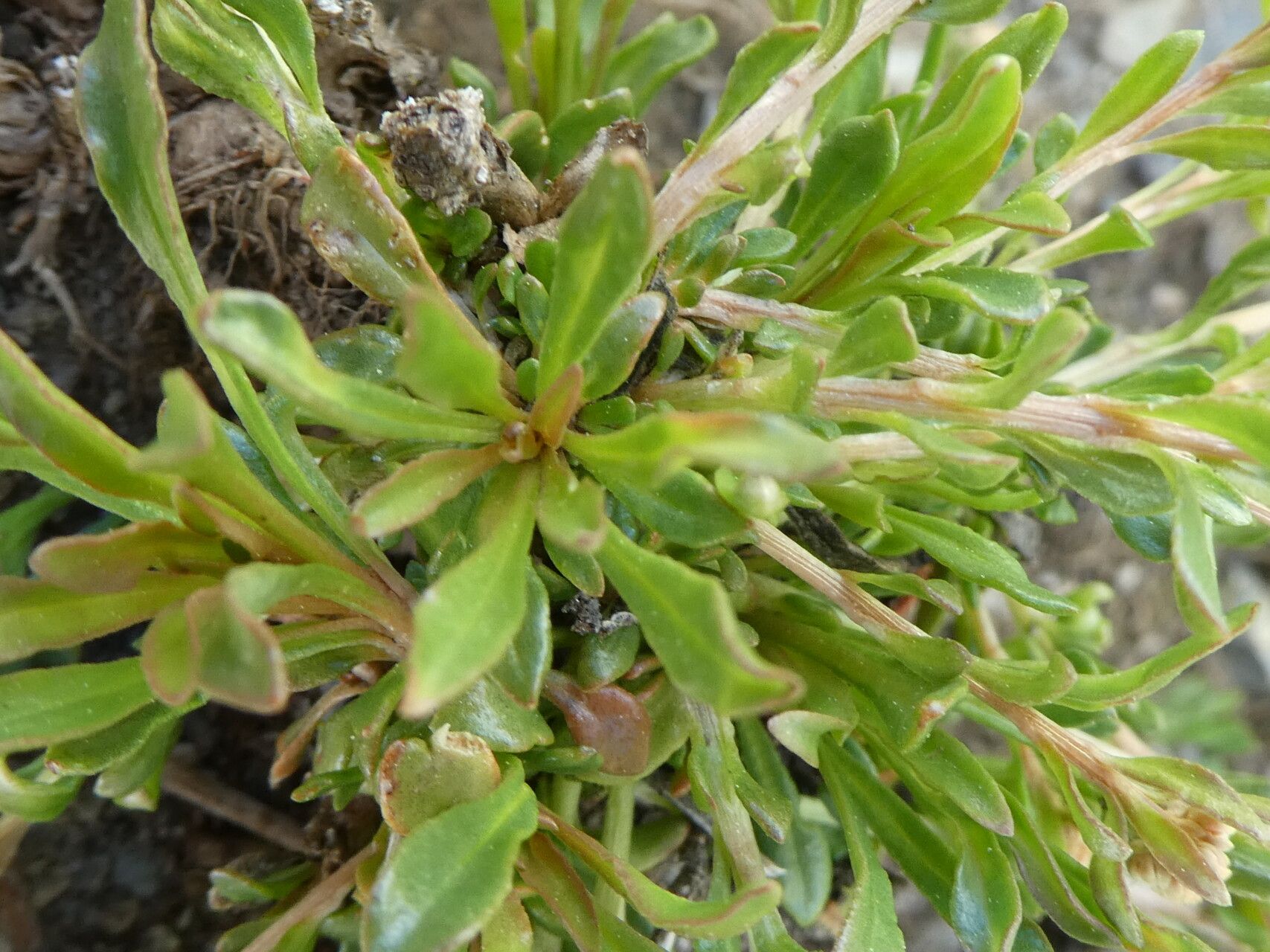 Sesamoides interrupta leaf