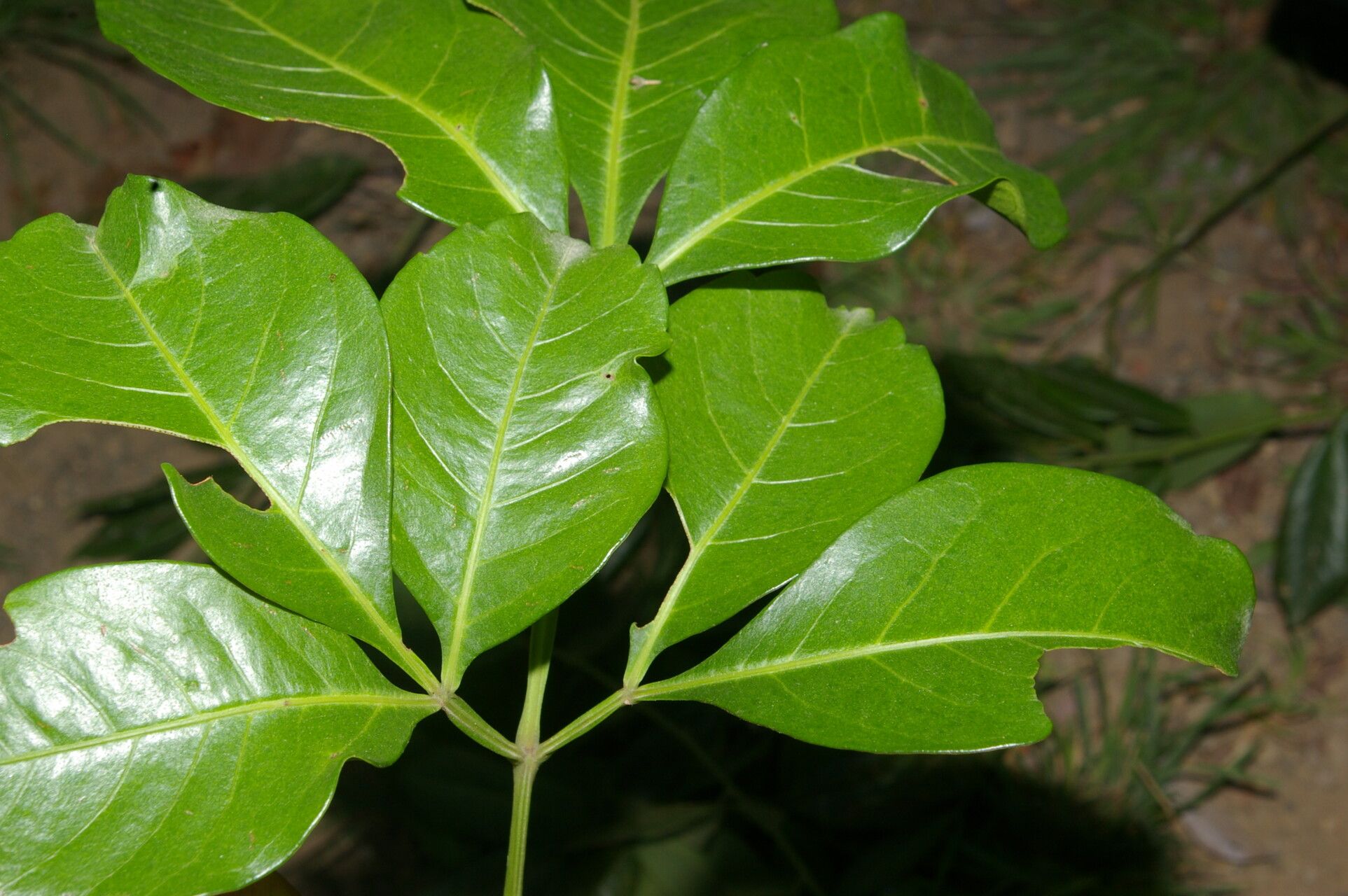 Serjania pyramidata — houseplant care guide