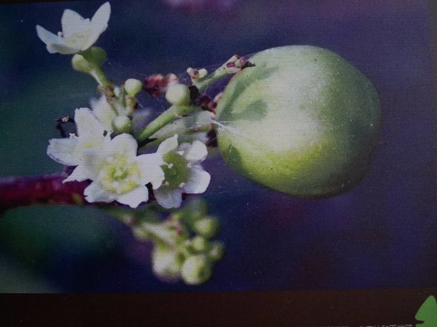 Gymnosporia acuminata fruit
