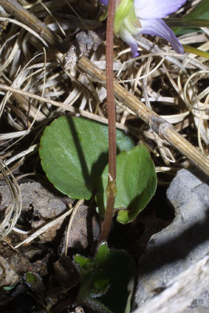 Viola septemloba leaf