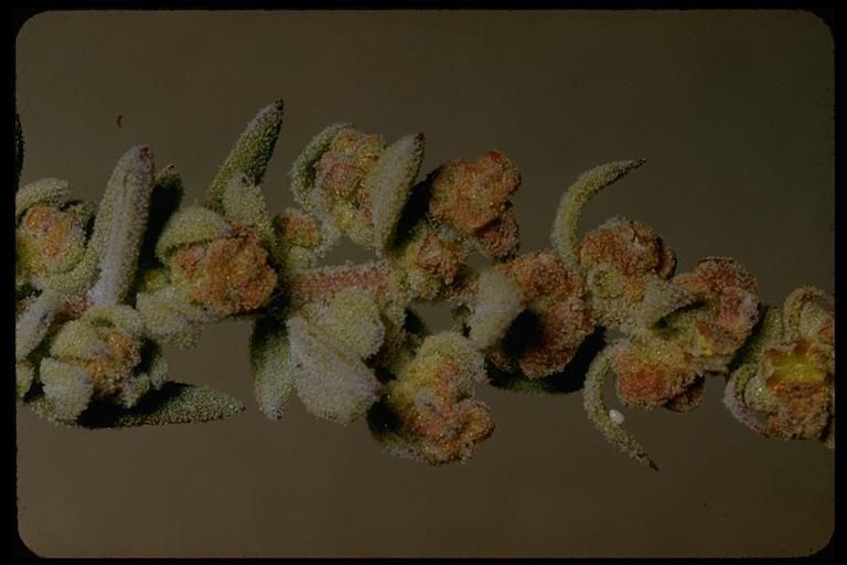 Extriplex californica fruit