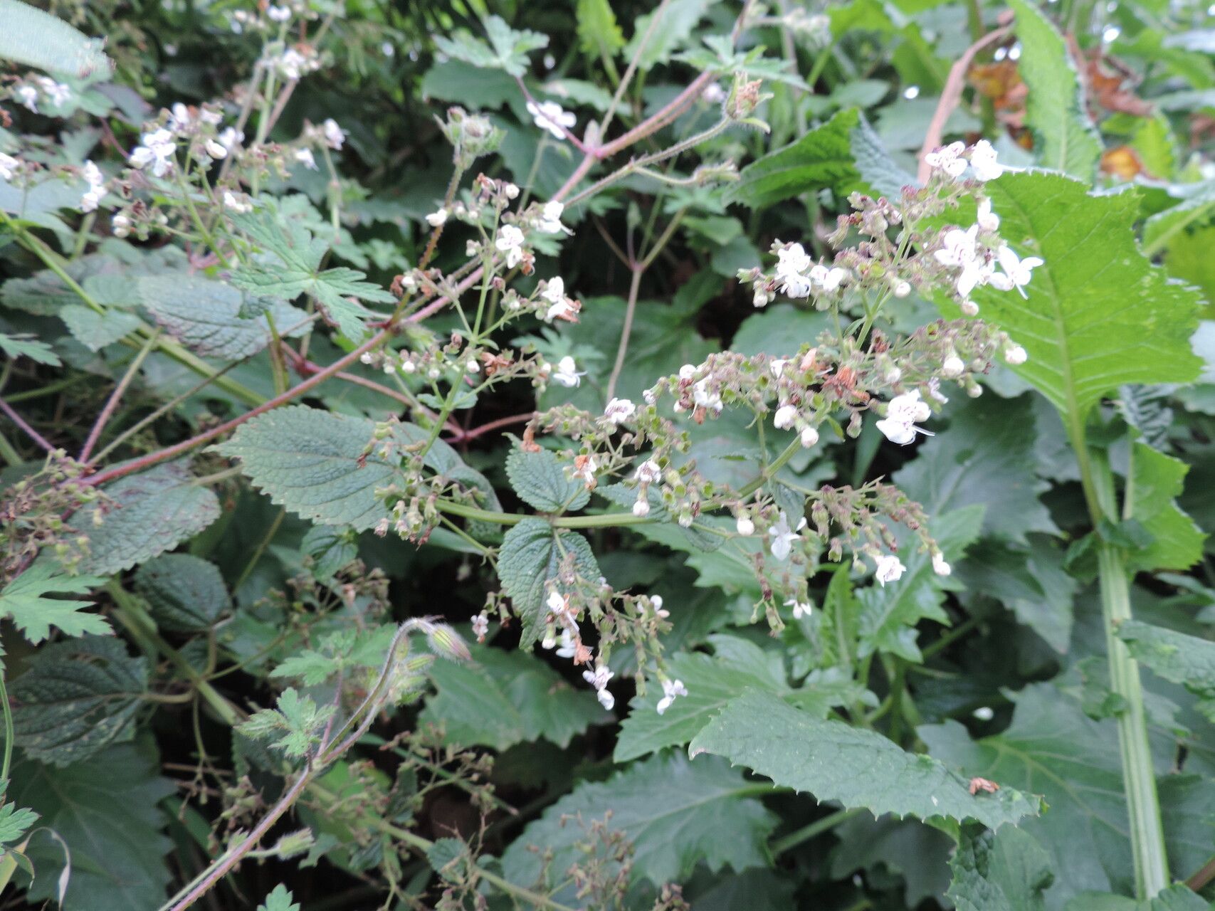 Isodon ramosissimus flower