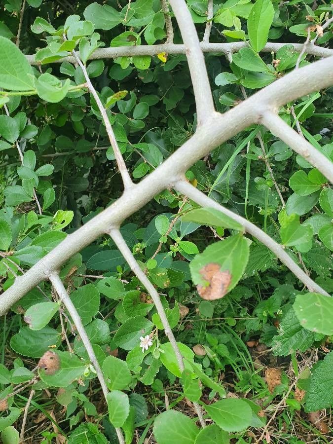 Grewia kakothamnos bark