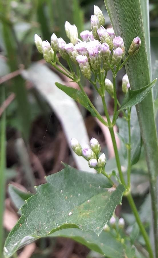 Chromolaena hirsuta flower