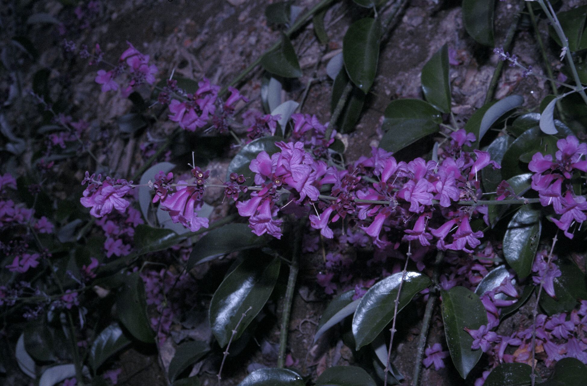 Fridericia candicans flower