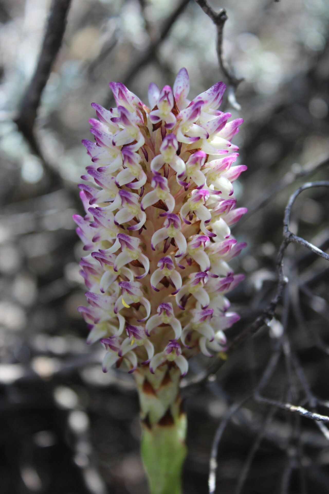 Disa fragrans flower