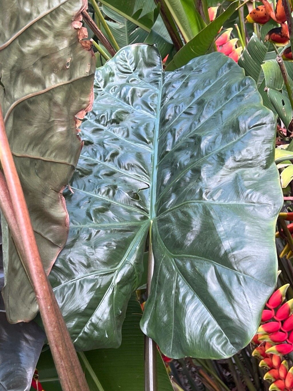Philodendron maximum — houseplant care guide