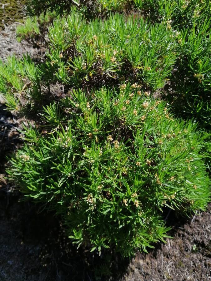 Plantago arborescens flower