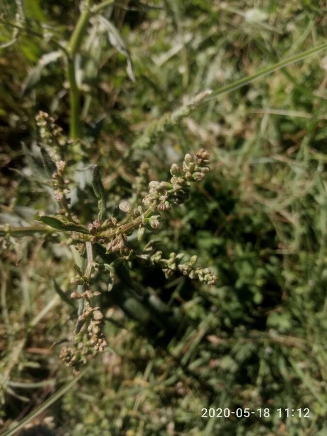 Atriplex tatarica fruit