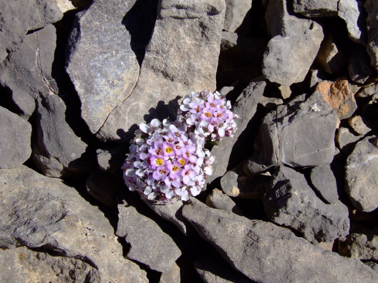 Thlaspi rotundifolium — search result for 'Thlaspi'