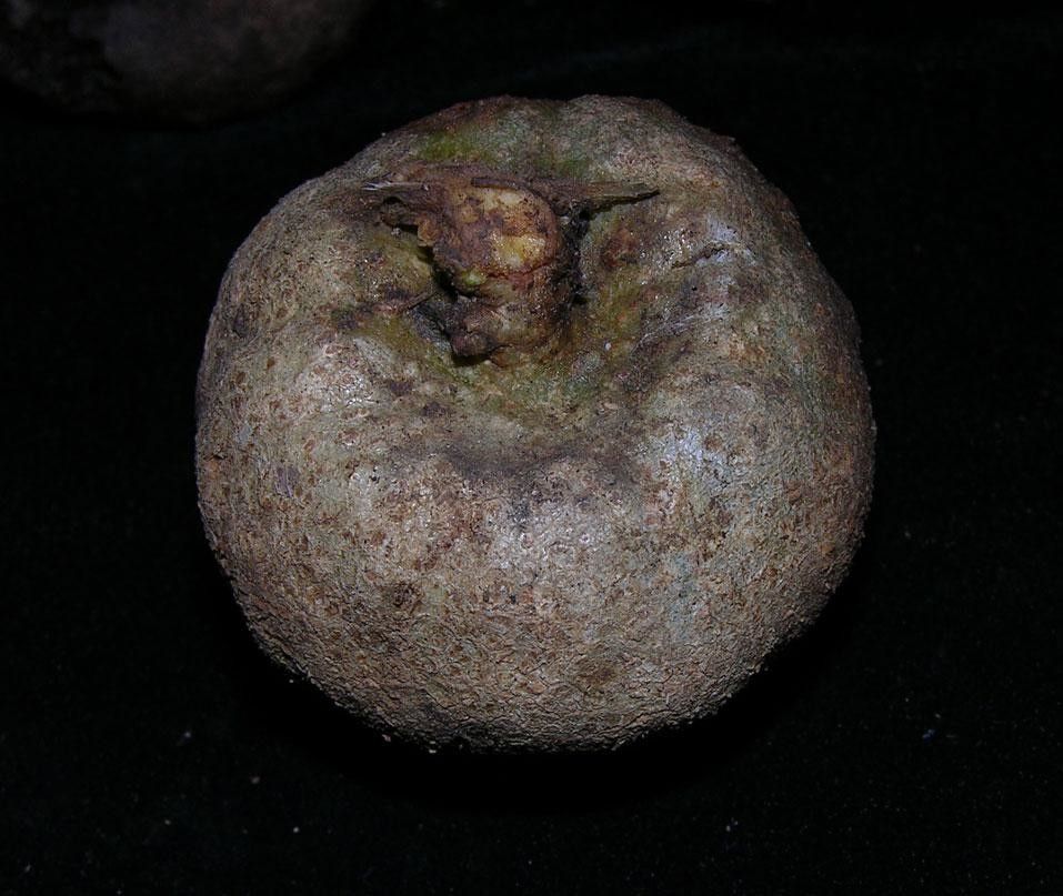 Aegiphila quararibeana other