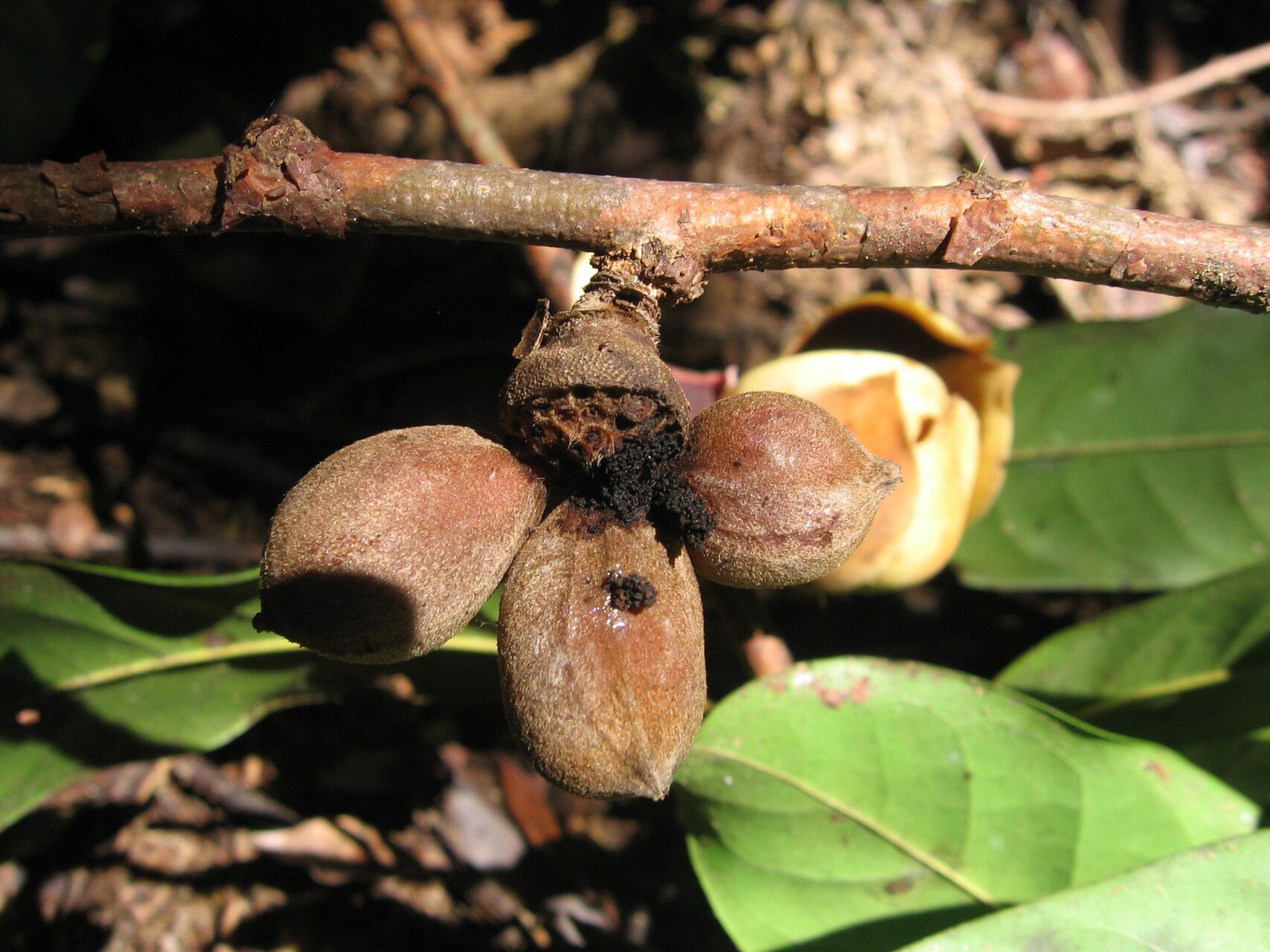 Uvariodendron pycnophyllum fruit