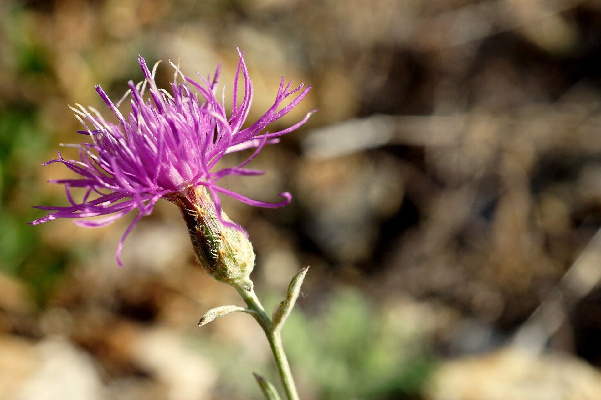 Centaurea biebersteinii flower