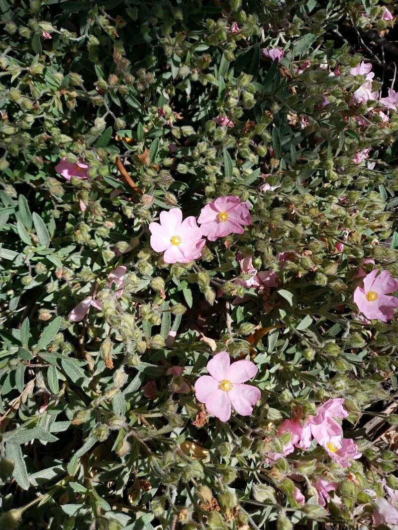 Cistus × skanbergii habit