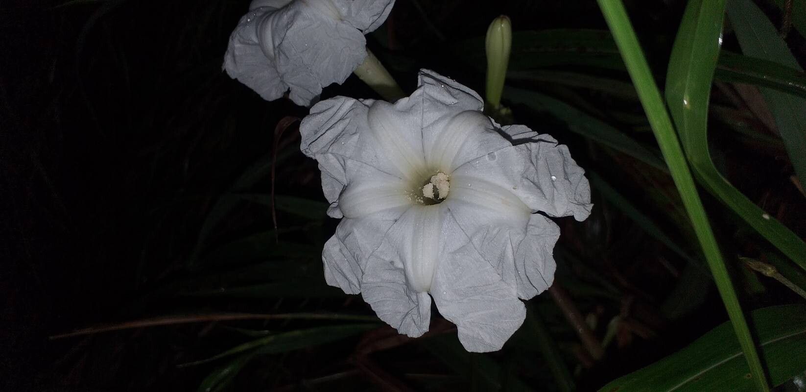 Ipomoea suaveolens — houseplant care guide