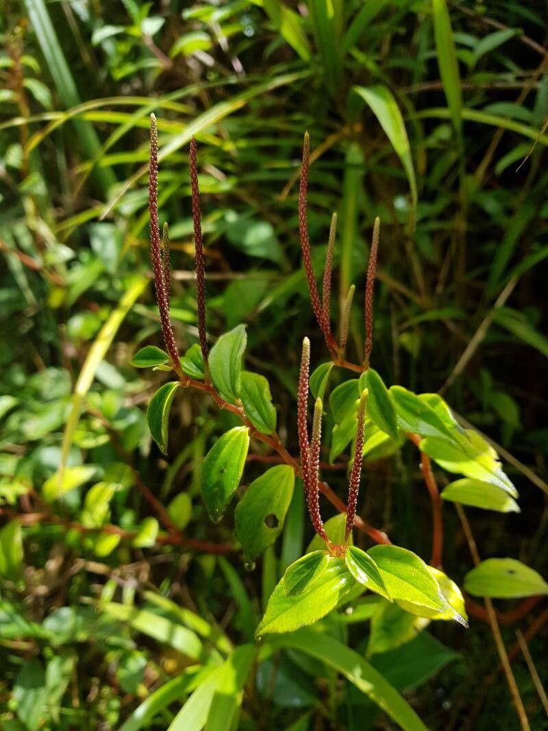 Peperomia elata flower