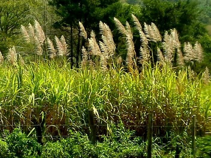 Saccharum officinarum flower