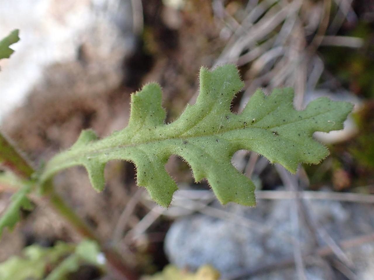 Senecio viscosus leaf