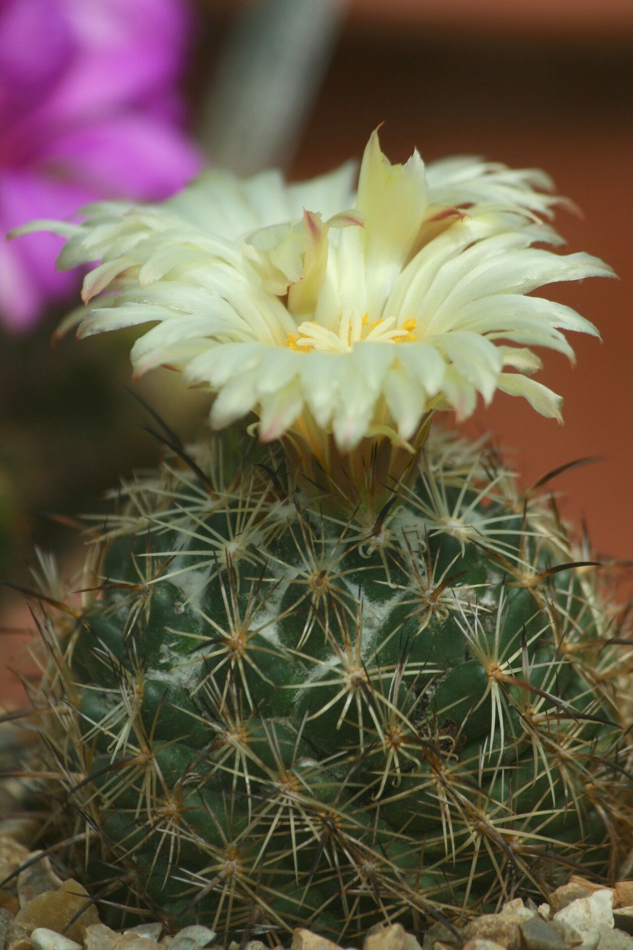 Coryphantha retusa flower