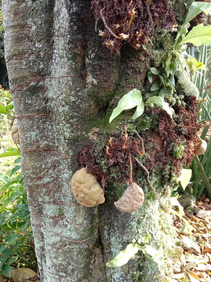 Microgramma squamulosa other