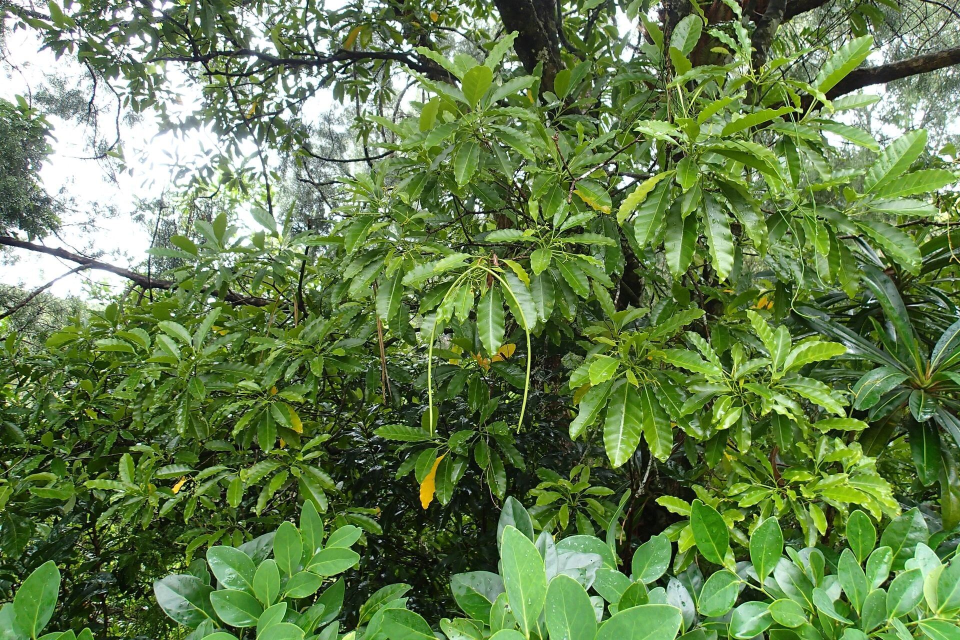 Alstonia balansae habit