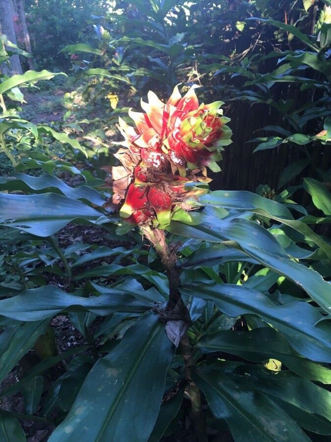 Costus arabicus fruit