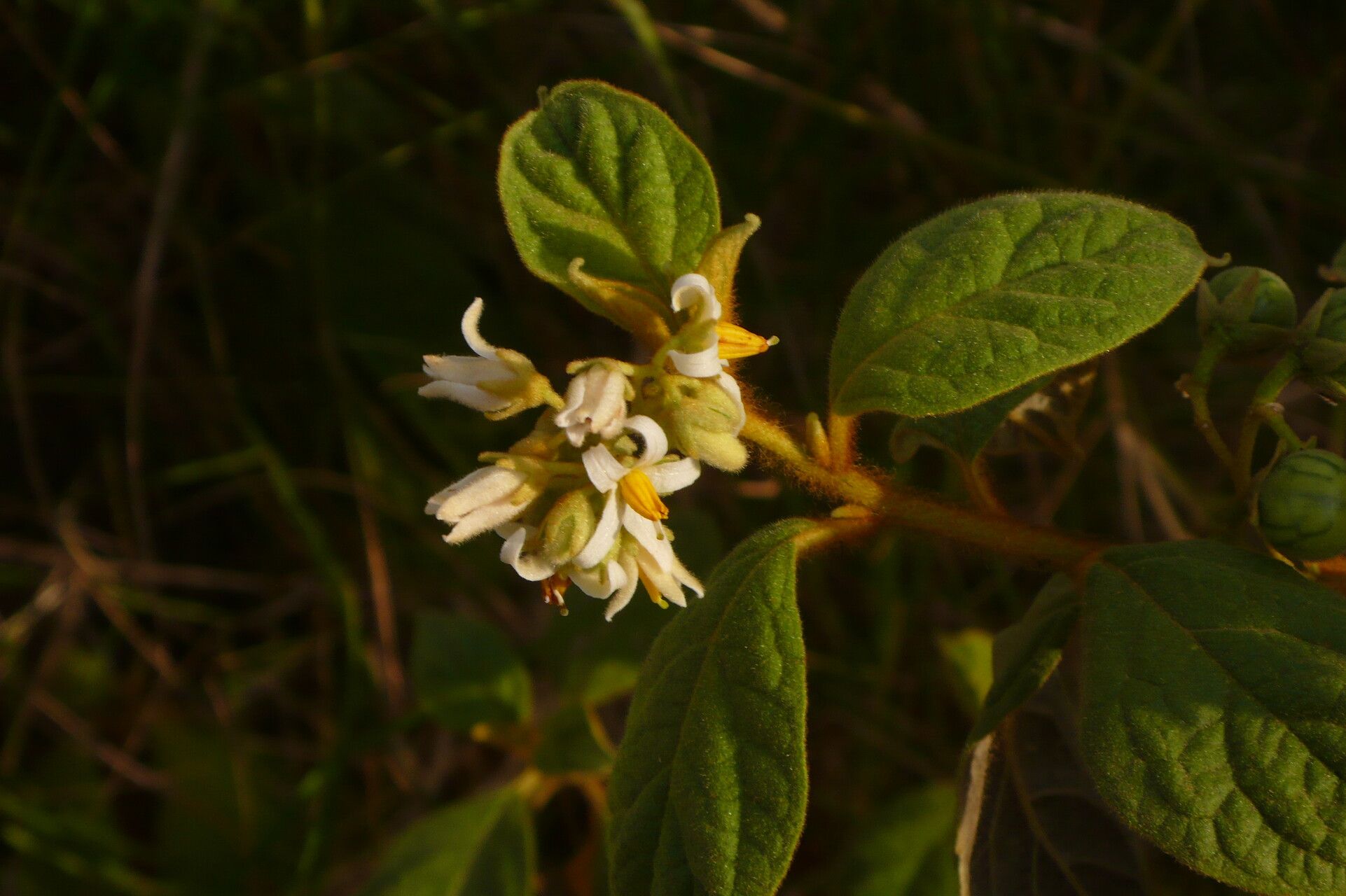 Solanum rhytidoandrum flower