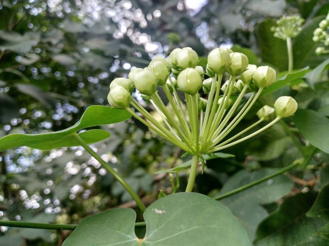 Funastrum bilobum other